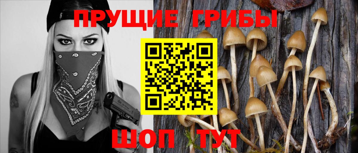Галлюциногенные грибы прущие грибы Светлоград